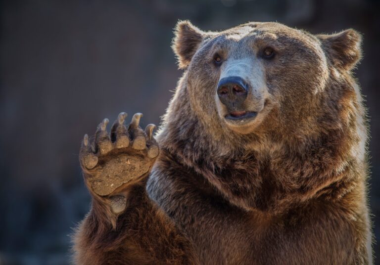 Welcome back to the SaaS bear market | TechCrunch