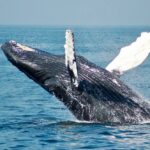 Litecoin Whales On The Move — Can They Drive LTC Price Back To $75?