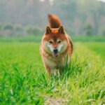 Shiba Inu Whale Action Hints At Explosive 7,000% Growth