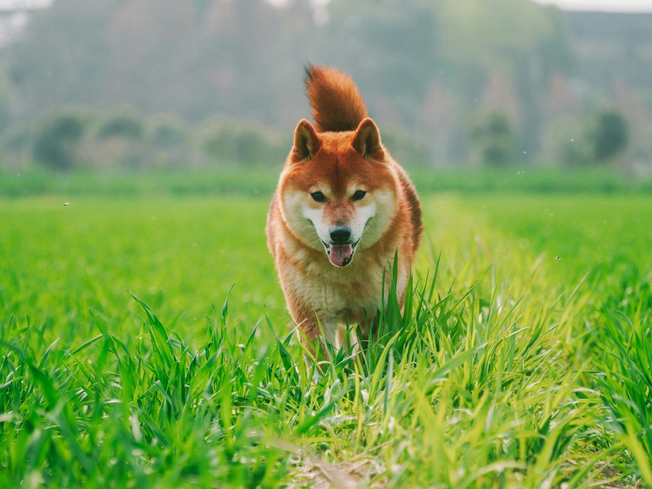 Shiba Inu Whale Action Hints At Explosive 7,000% Growth