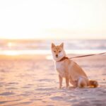 Shiba Inu Could Surge 340%, Echoing Its 2021 Peak —Analyst