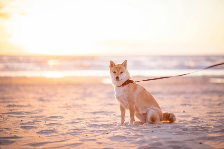 Shiba Inu Could Surge 340%, Echoing Its 2021 Peak —Analyst