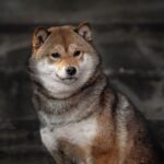 Shiba Inu Soars: Analyst Predicts 71% Rally In ‘Meme Super Cycle’ – Details